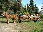 Zielony kulig kl. III do Kosarzysk - da12ac3ab9041c4672a923b081f5ab2e653000e8.jpeg